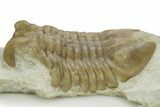 Bargain, Asaphus Kotlukovi Trilobite Fossil - Russia #363113-2